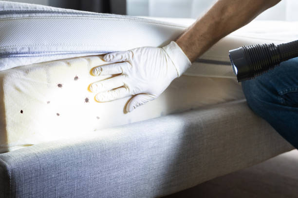 Best Wasp Removal Services  in Walton Park, NY