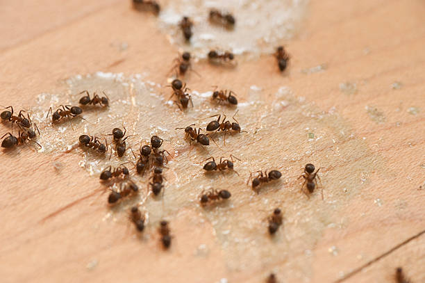 Best Local Pest Control Services  in Walton Park, NY